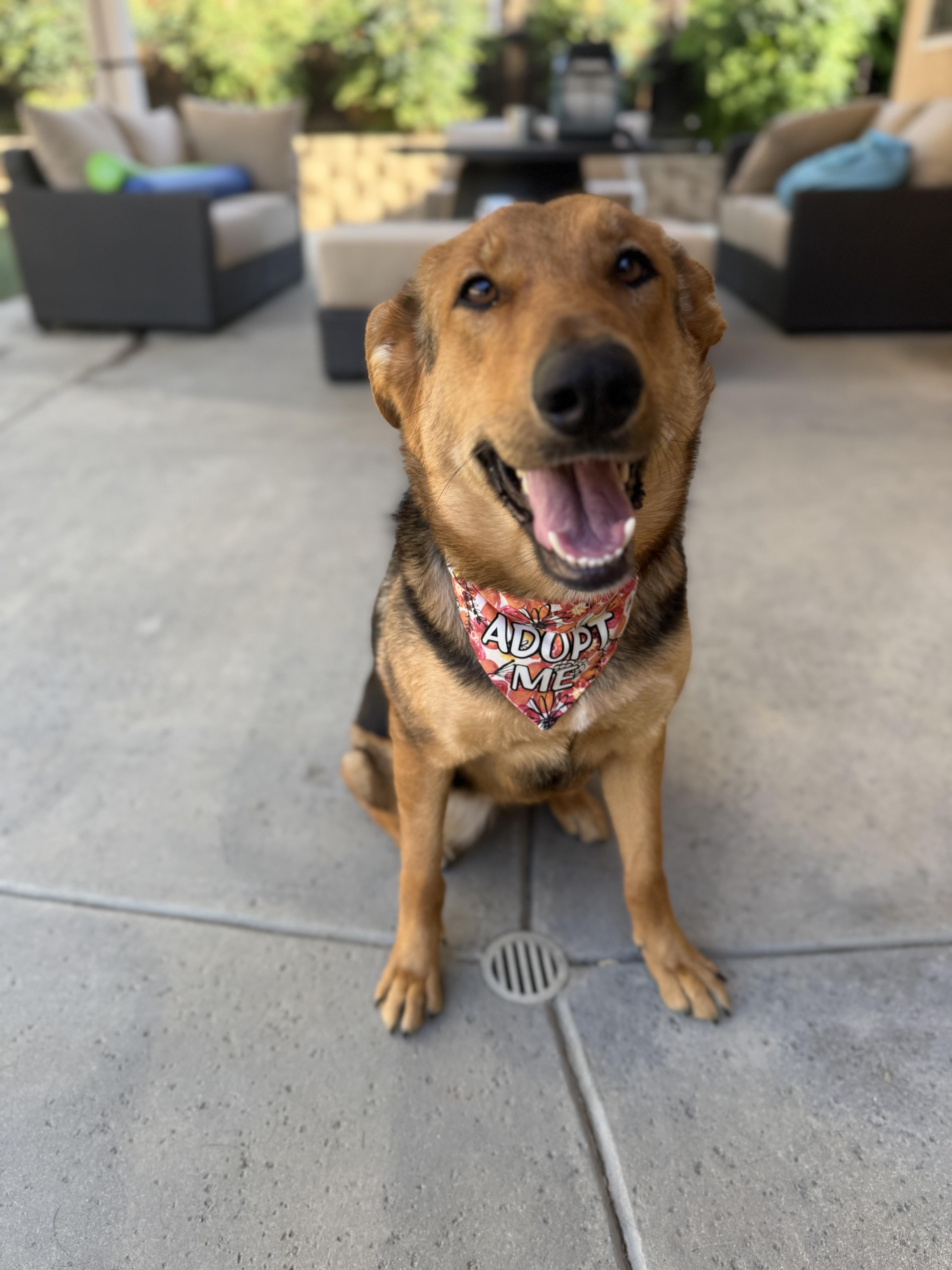 Enlarge Matilda, a ADOPTABLE German Shepherd Dog in Corona, CA image 6/6