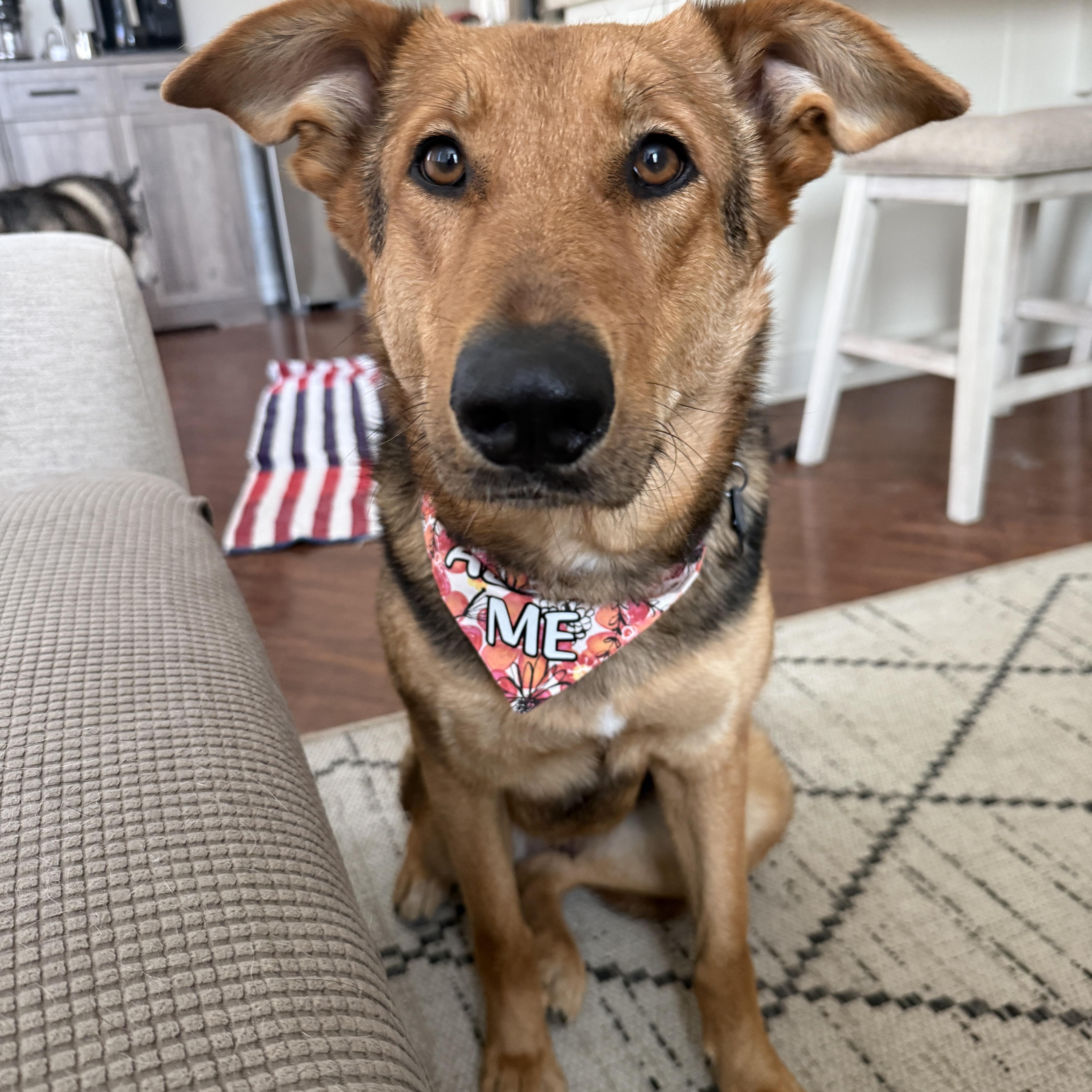 Matilda, ADOPTABLE, Young Female German Shepherd Dog.