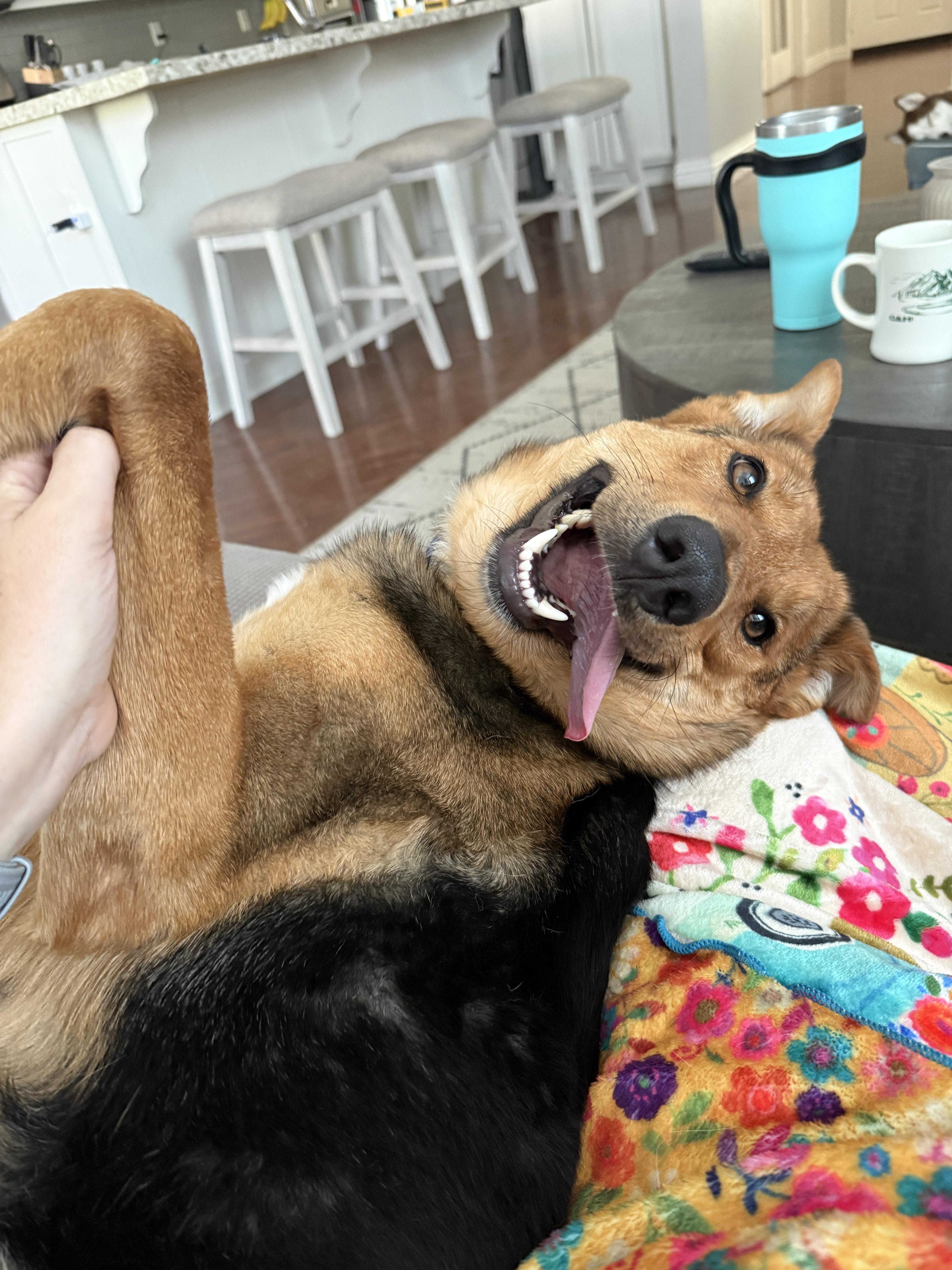 Enlarge Matilda, a ADOPTABLE German Shepherd Dog in Corona, CA image 5/6