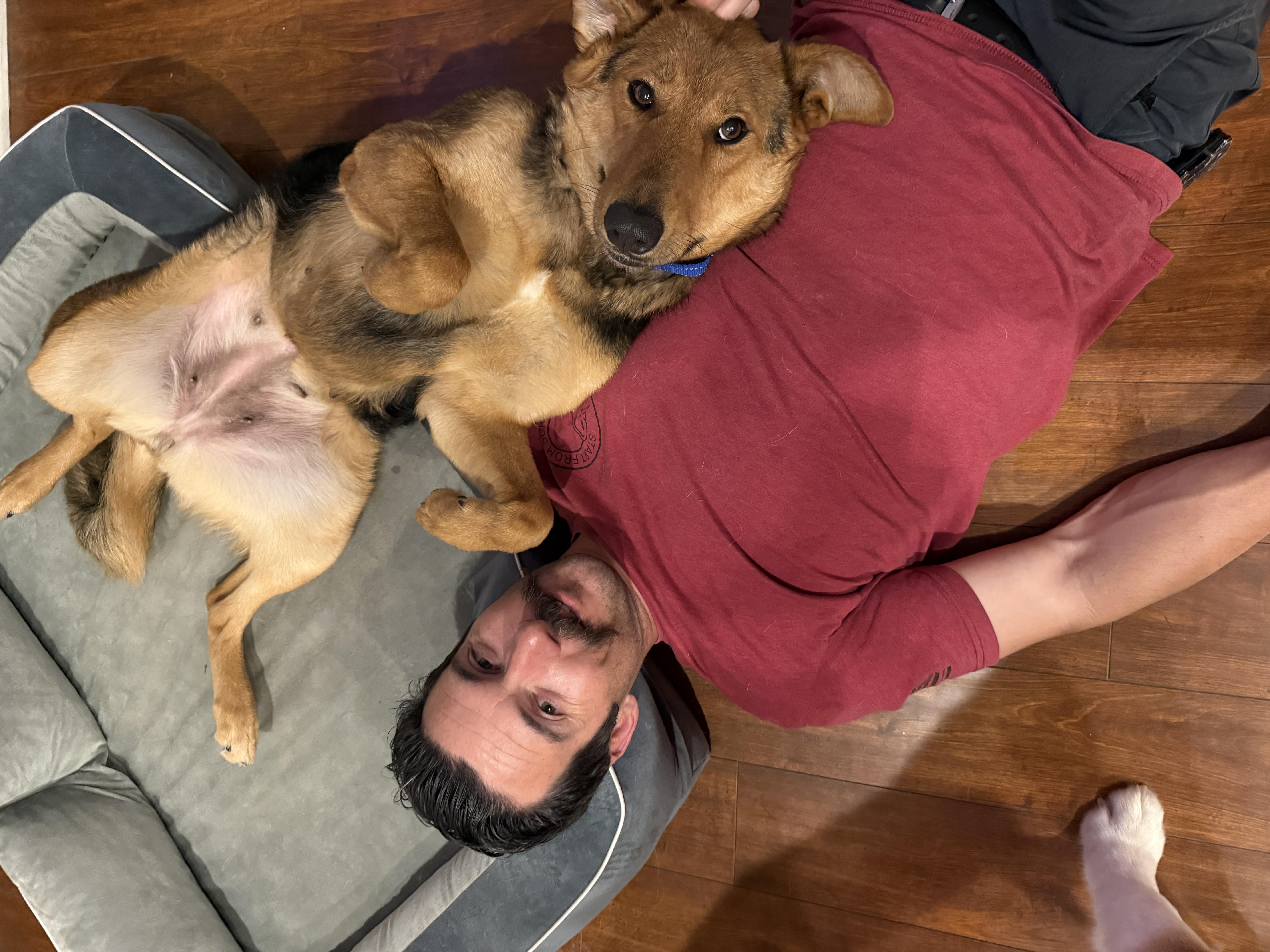 Enlarge Matilda, a ADOPTABLE German Shepherd Dog in Corona, CA image 4/6