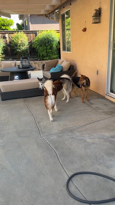 Enlarge Matilda, a ADOPTABLE German Shepherd Dog in Corona, CA video 3/6
