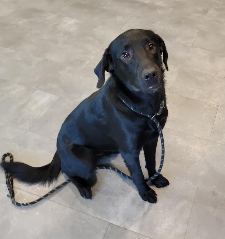 Chip, ADOPTABLE, Young Male Black Labrador Retriever.