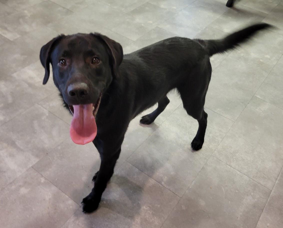 Enlarge Chip, a ADOPTABLE mixed breed in Lisbon, OH image 4/4