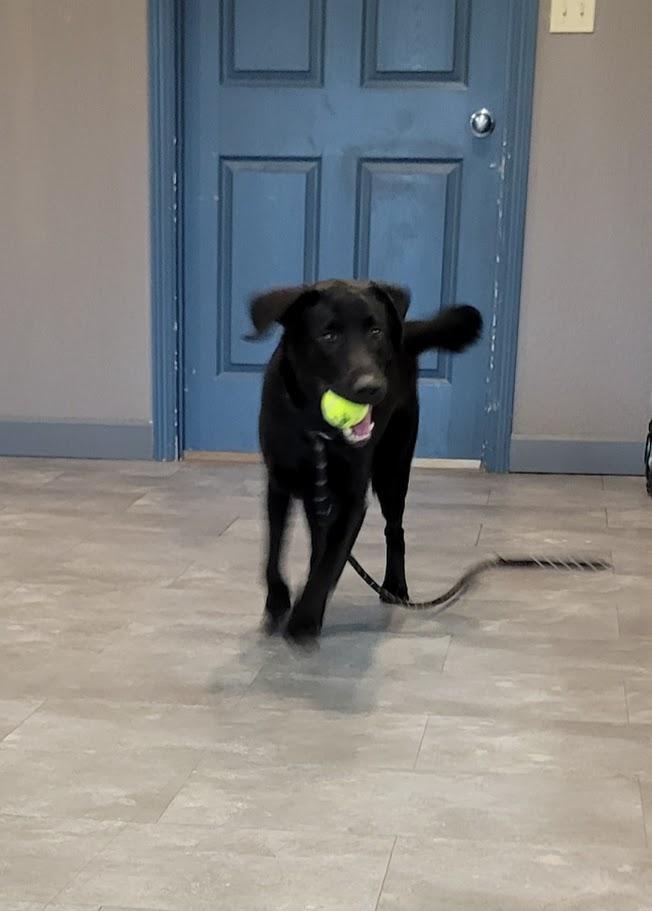 Enlarge Chip, a ADOPTABLE mixed breed in Lisbon, OH image 2/4