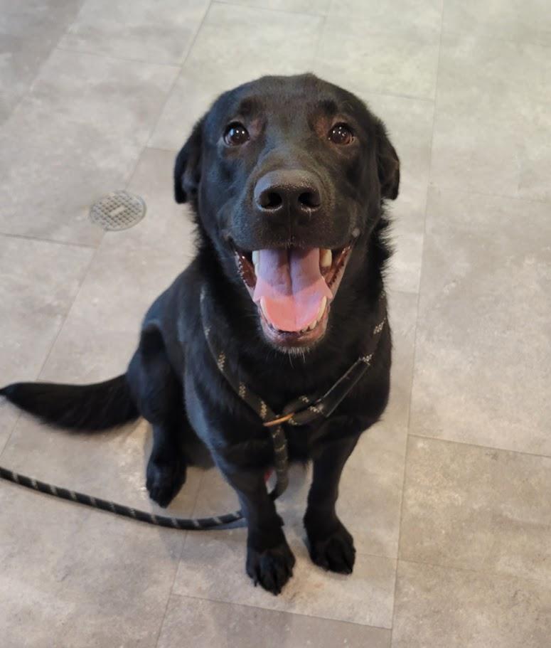 Enlarge Chip, a ADOPTABLE mixed breed in Lisbon, OH image 3/4