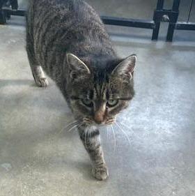 Little Bit, Adoptable, Young Female Tiger.