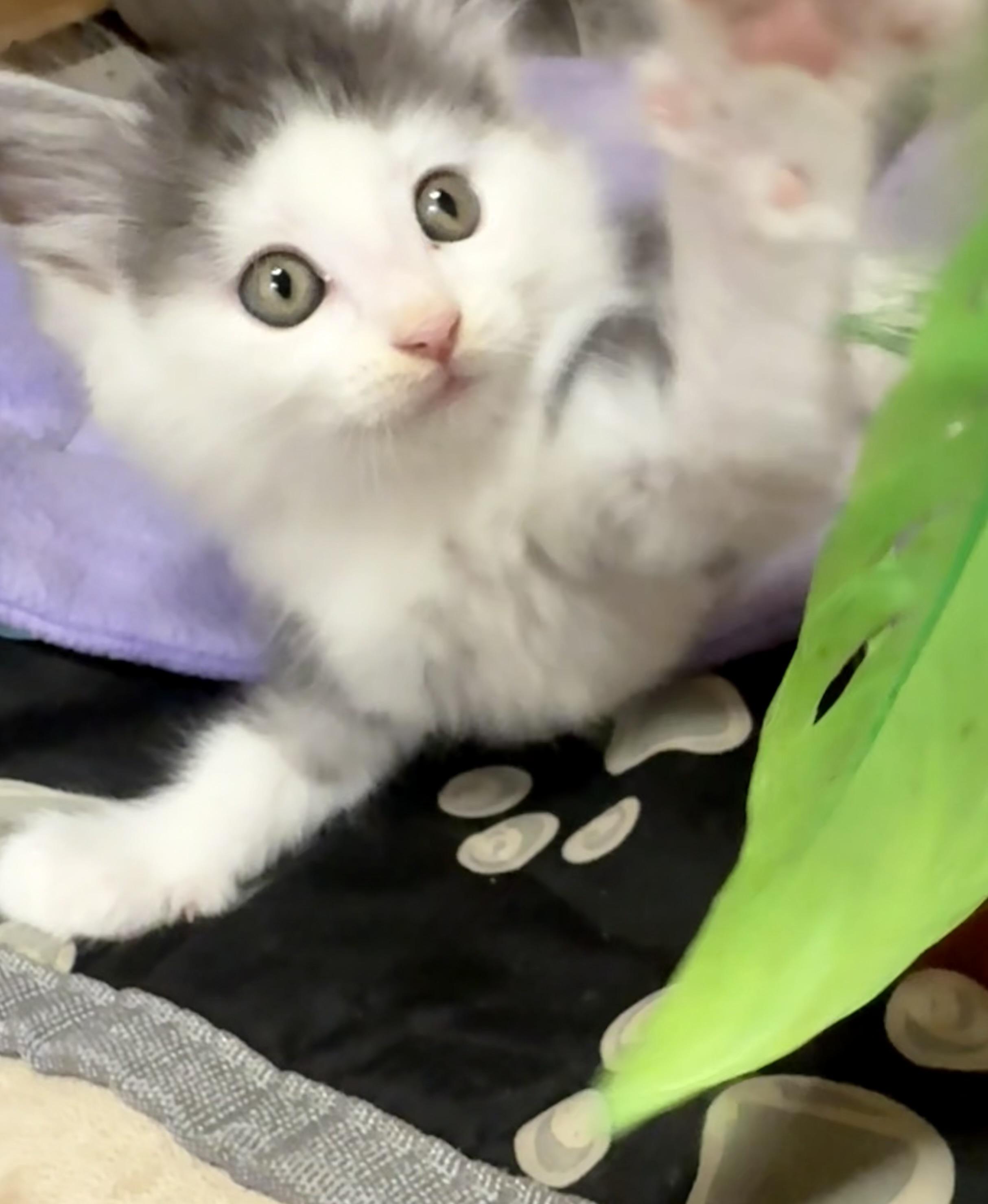 Louis - Sweet and affectionate, a Adoptable Domestic Short Hair in Caledonia, WI image 4/6