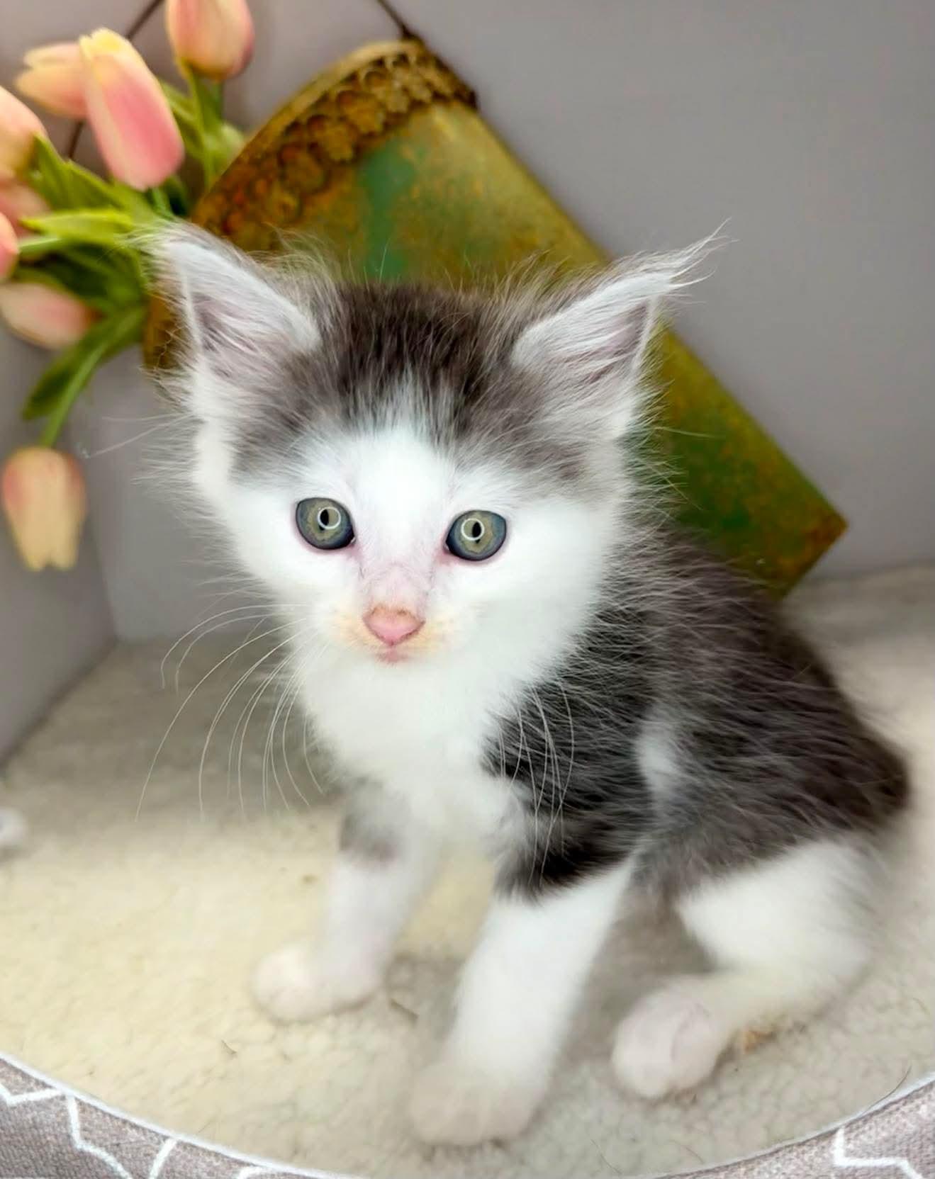 Louis - Sweet and affectionate, a Adoptable Domestic Short Hair in Caledonia, WI image 5/6