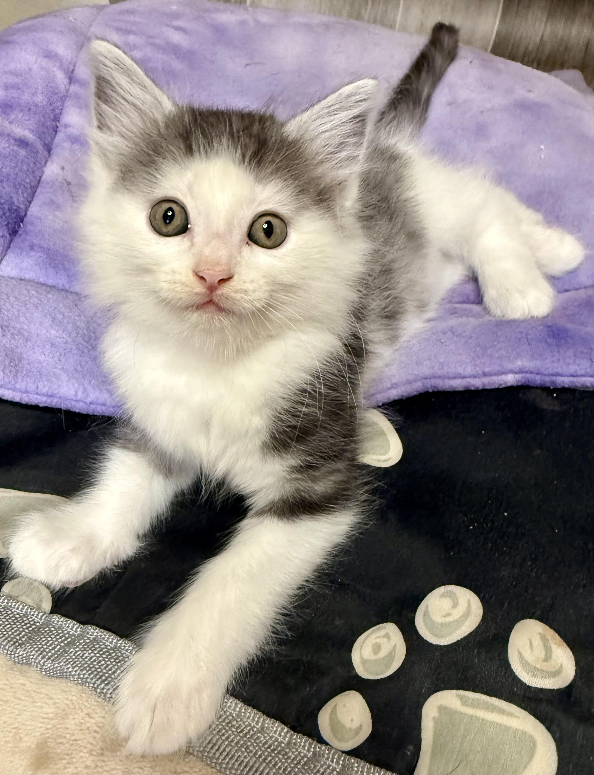 Louis - Sweet and affectionate, a Adoptable Domestic Short Hair in Caledonia, WI image 6/6