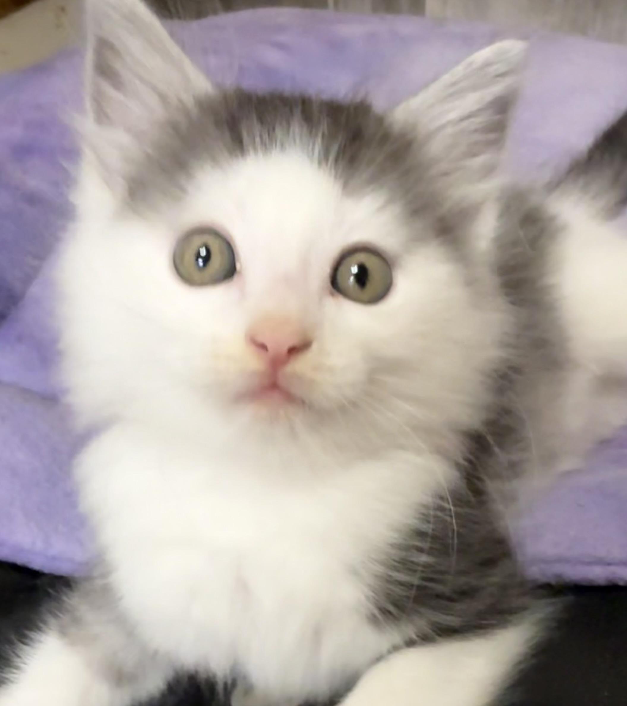 Louis - Sweet and affectionate, a Adoptable Domestic Short Hair in Caledonia, WI image 1/6
