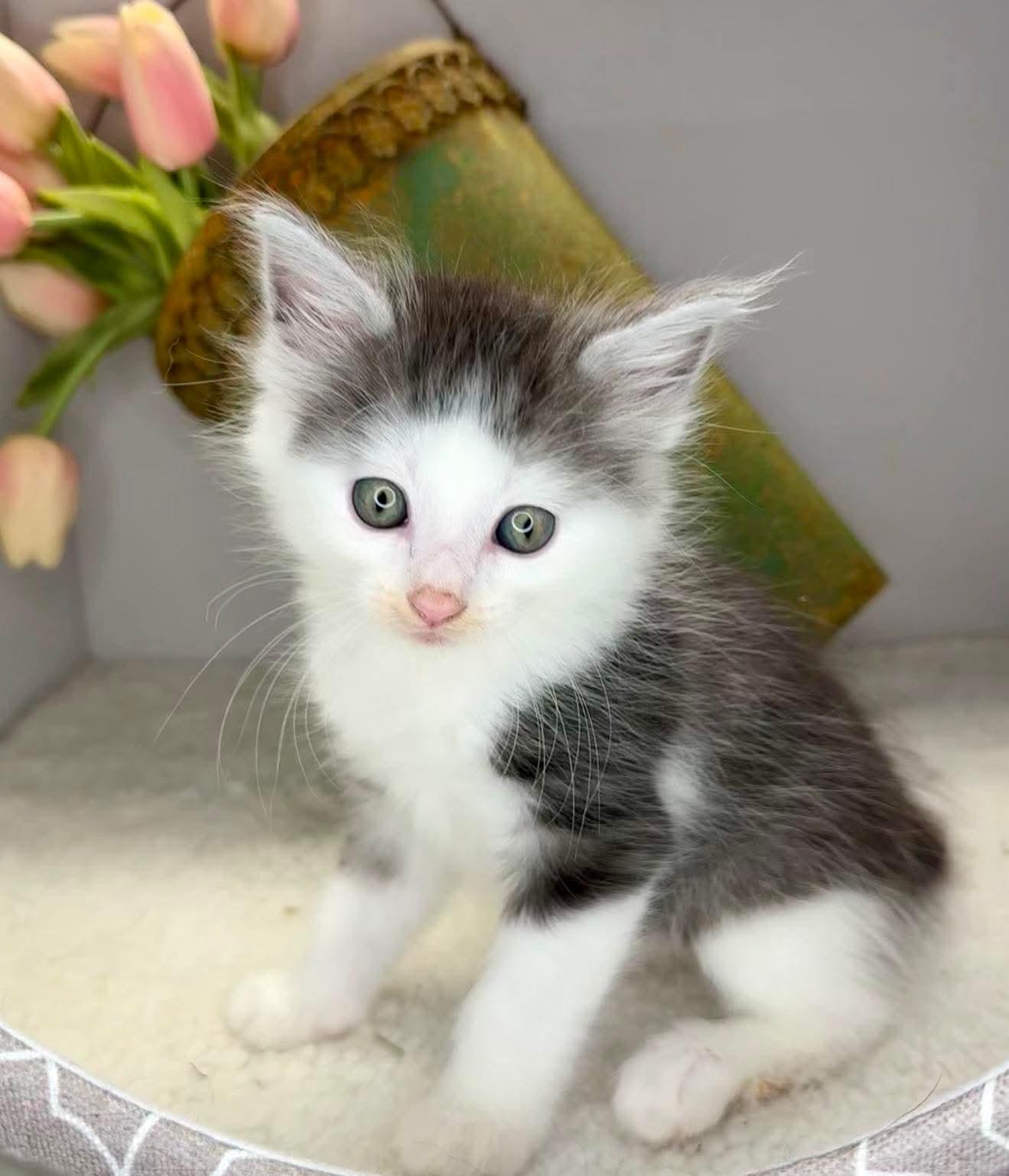 Louis - Sweet and affectionate, a Adoptable Domestic Short Hair in Caledonia, WI image 2/6
