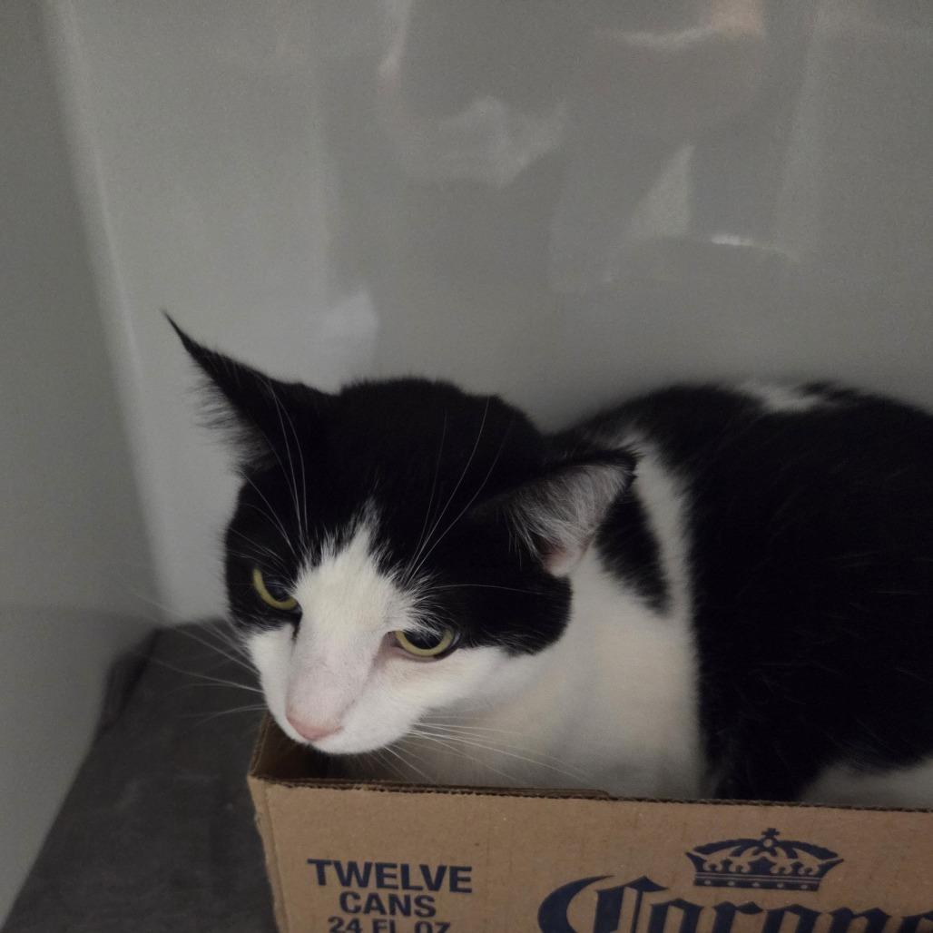 Enlarge Orion, a Adoptable Domestic Short Hair in Branson, MO image 1/3