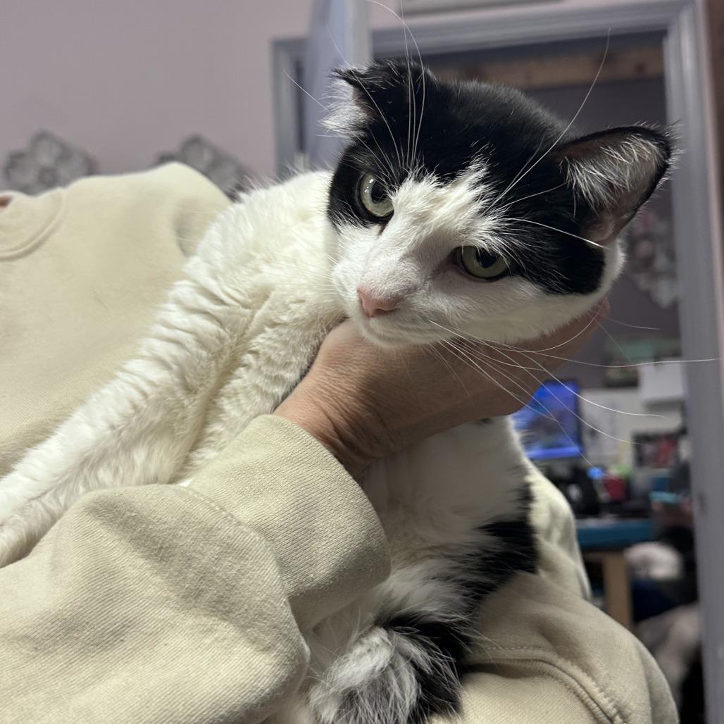 Enlarge Orion, a Adoptable Domestic Short Hair in Branson, MO image 2/3