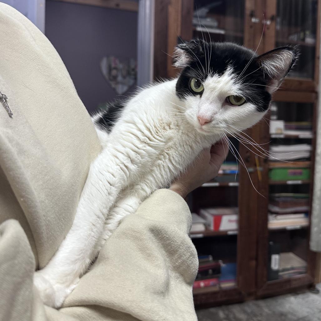 Enlarge Orion, a Adoptable Domestic Short Hair in Branson, MO image 3/3