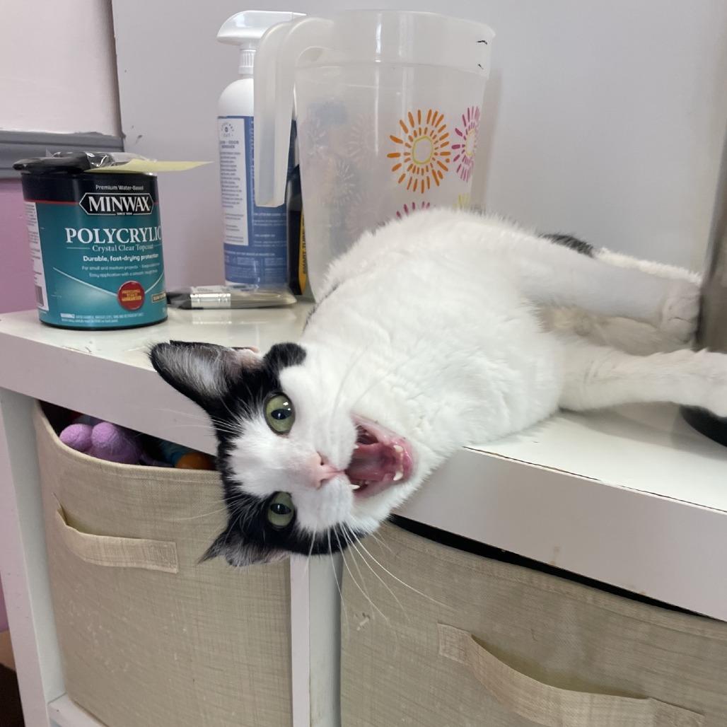 Orion, a Adoptable Domestic Short Hair in Branson, MO image 4/6