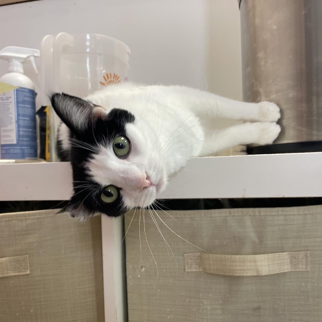 Orion, a Adoptable Domestic Short Hair in Branson, MO image 5/6