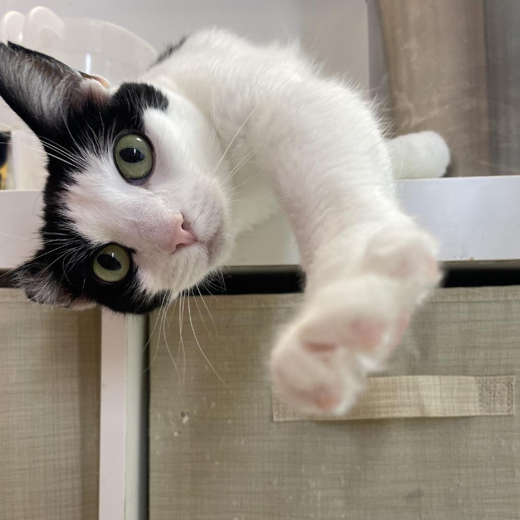 Orion, a Adoptable Domestic Short Hair in Branson, MO image 6/6