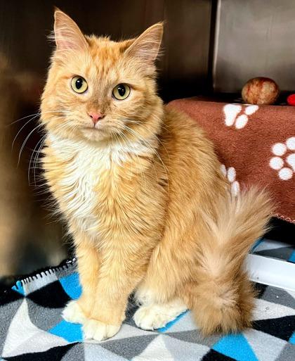 Mimolette, Adoptable, Adult Female Domestic Medium Hair & Domestic Short Hair.