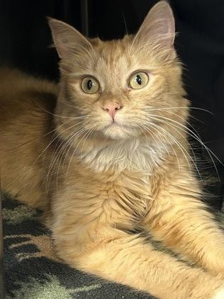 Enlarge Mimolette, a Adoptable mixed breed in Jamestown, NY image 2/3