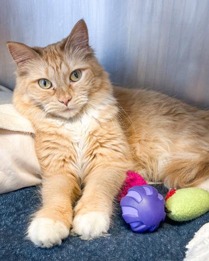 Enlarge Mimolette, a Adoptable mixed breed in Jamestown, NY image 3/3