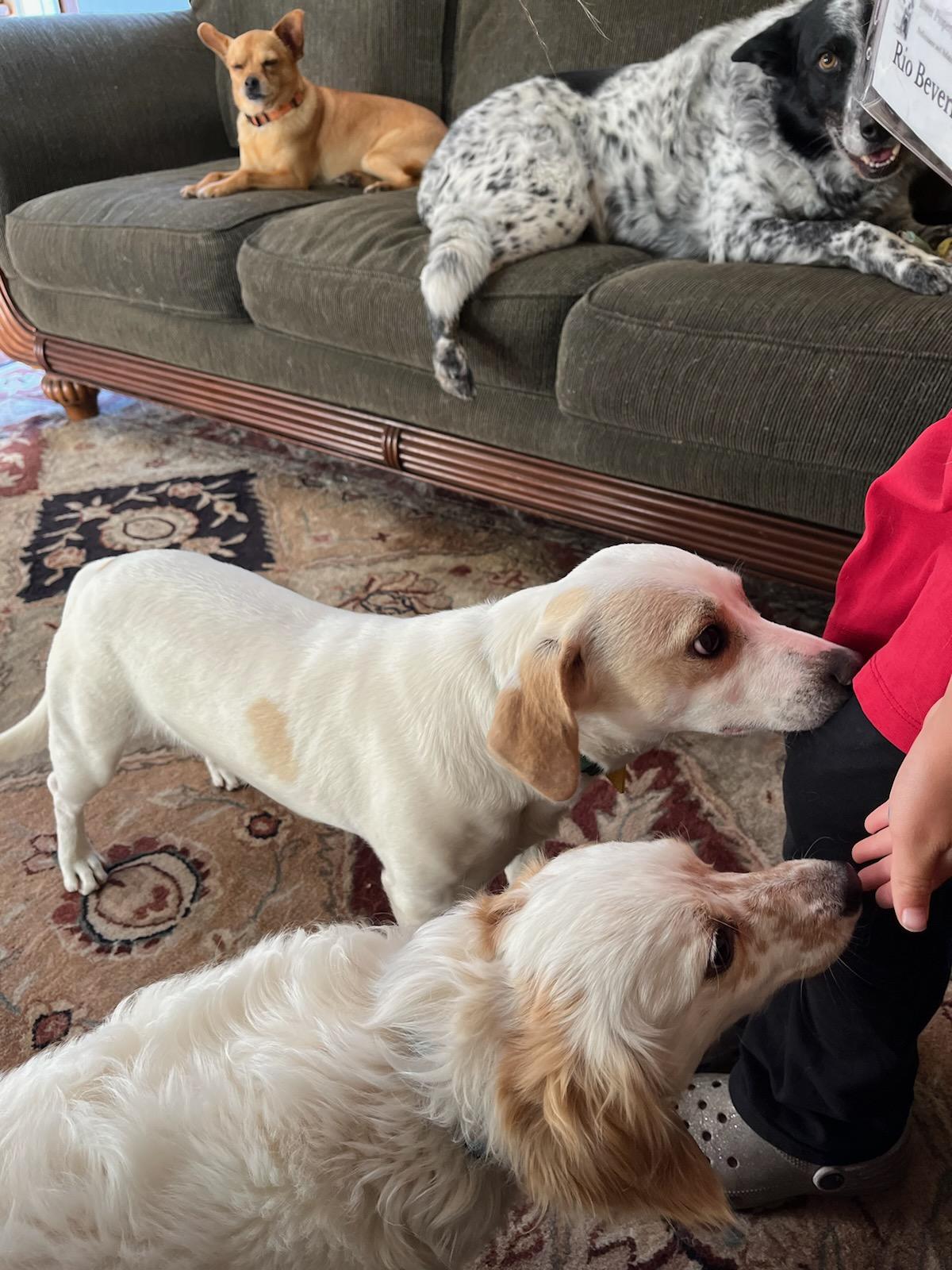 Enlarge Freckles and Lil Buddy , a ADOPTABLE mixed breed in Santa Barbara, CA image 3/6