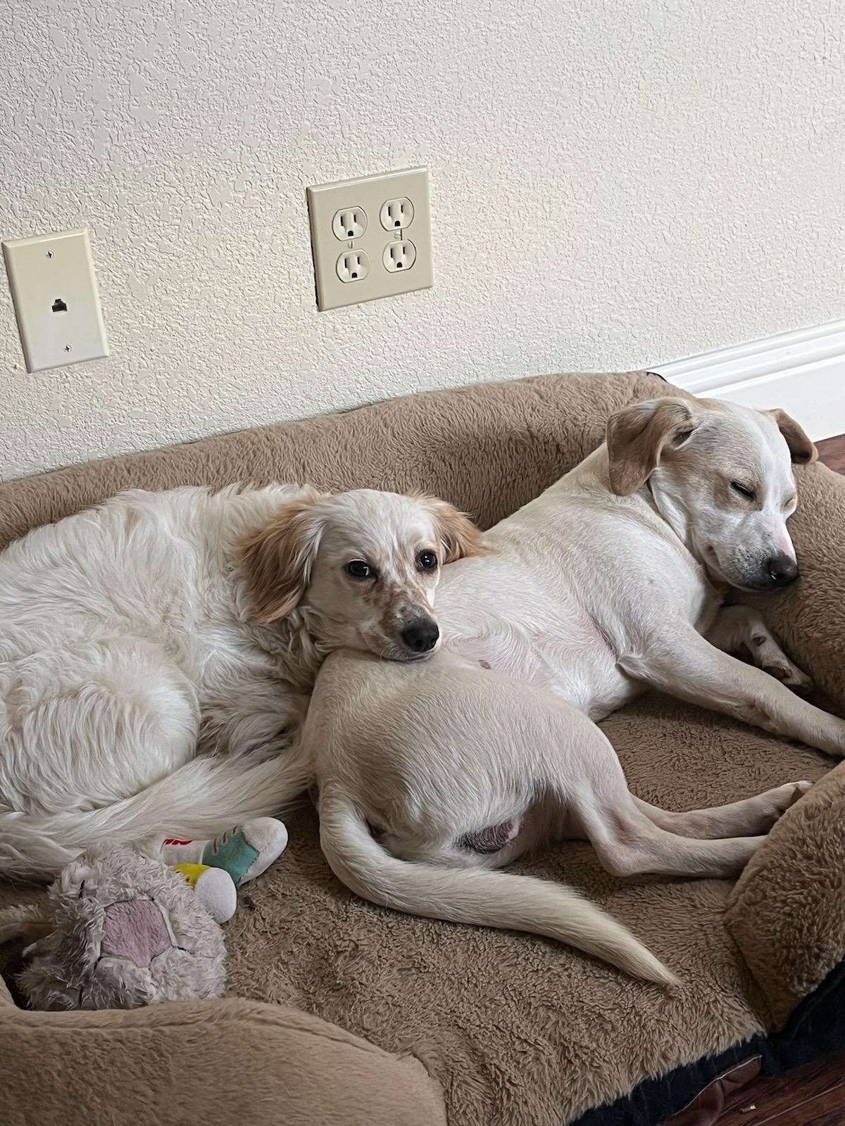 Enlarge Freckles and Lil Buddy , a ADOPTABLE mixed breed in Santa Barbara, CA image 4/6