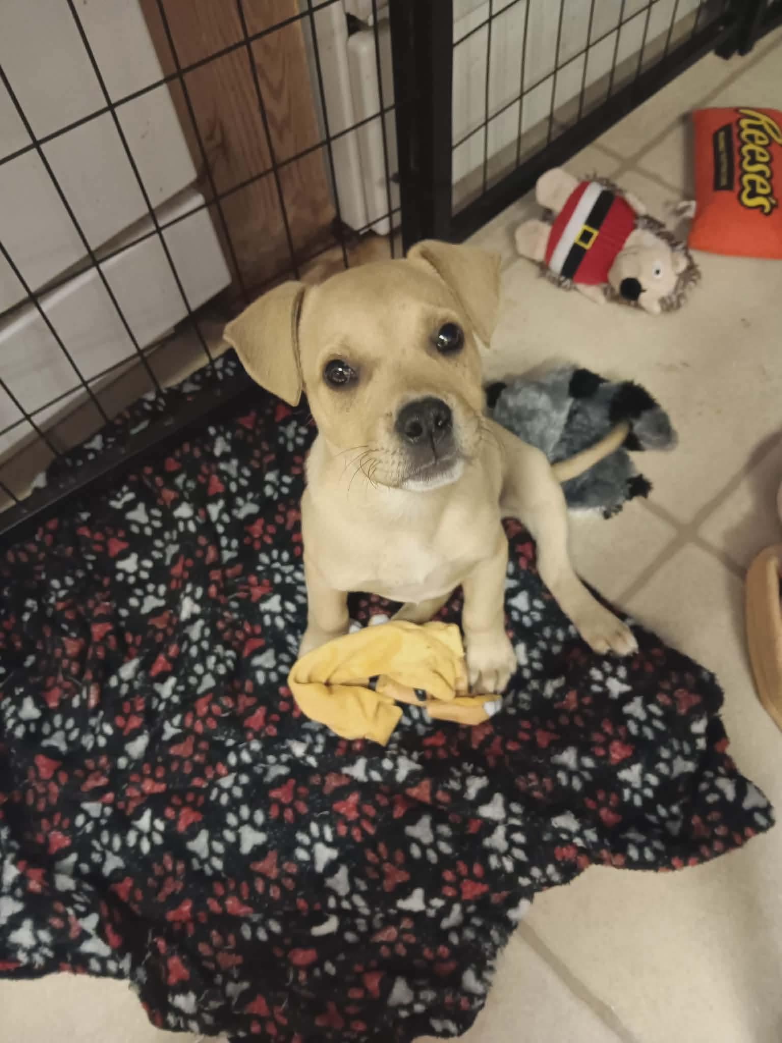 Enlarge Winston , a Adoptable mixed breed in Eatontown, NJ image 1/4