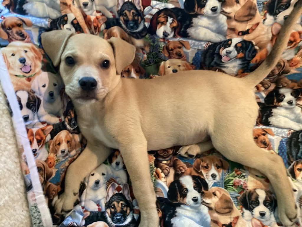 Winston , an adopted mixed breed in Eatontown, NJ image 5/6