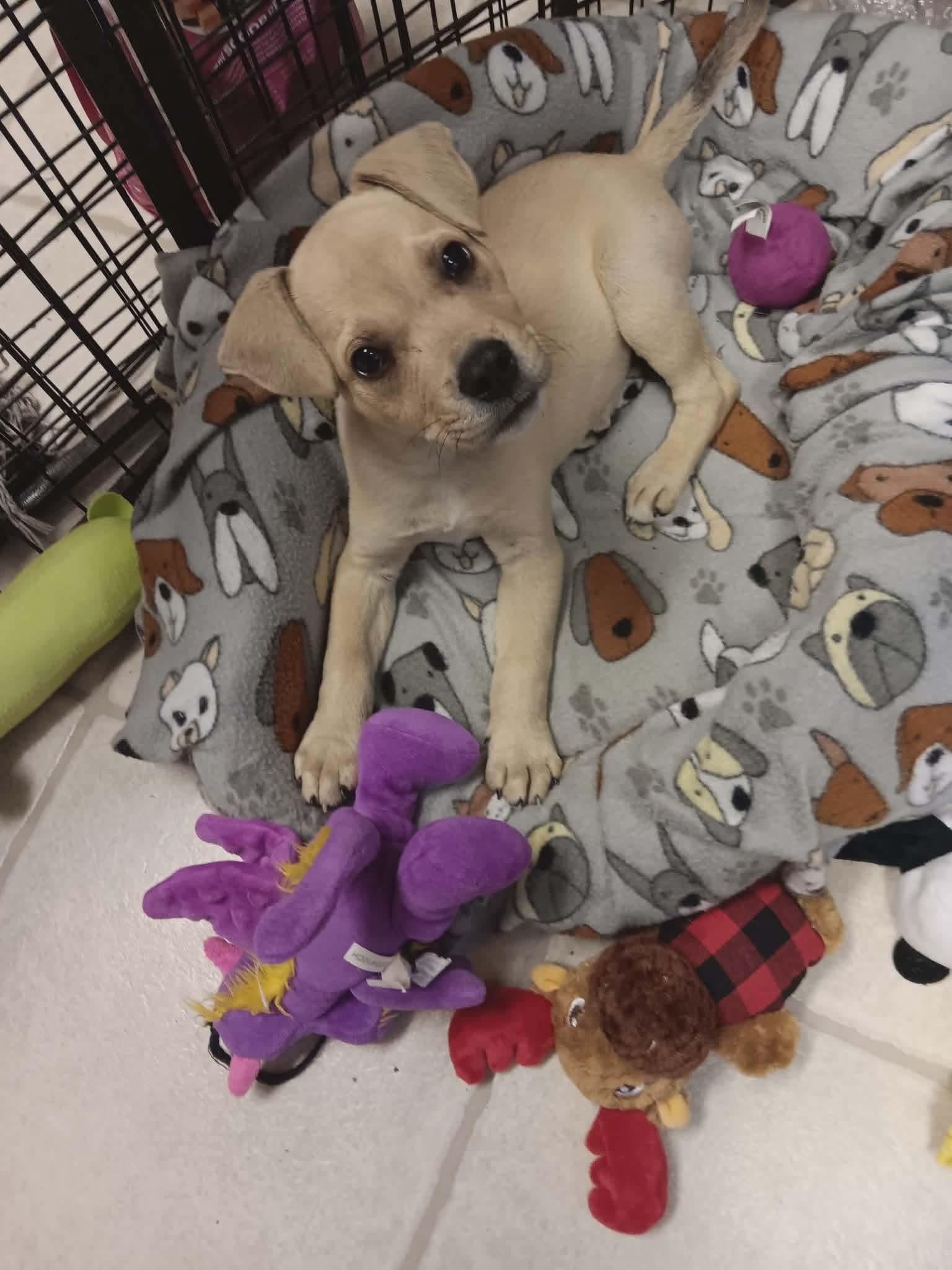 Enlarge Winston , a Adoptable mixed breed in Eatontown, NJ image 3/4