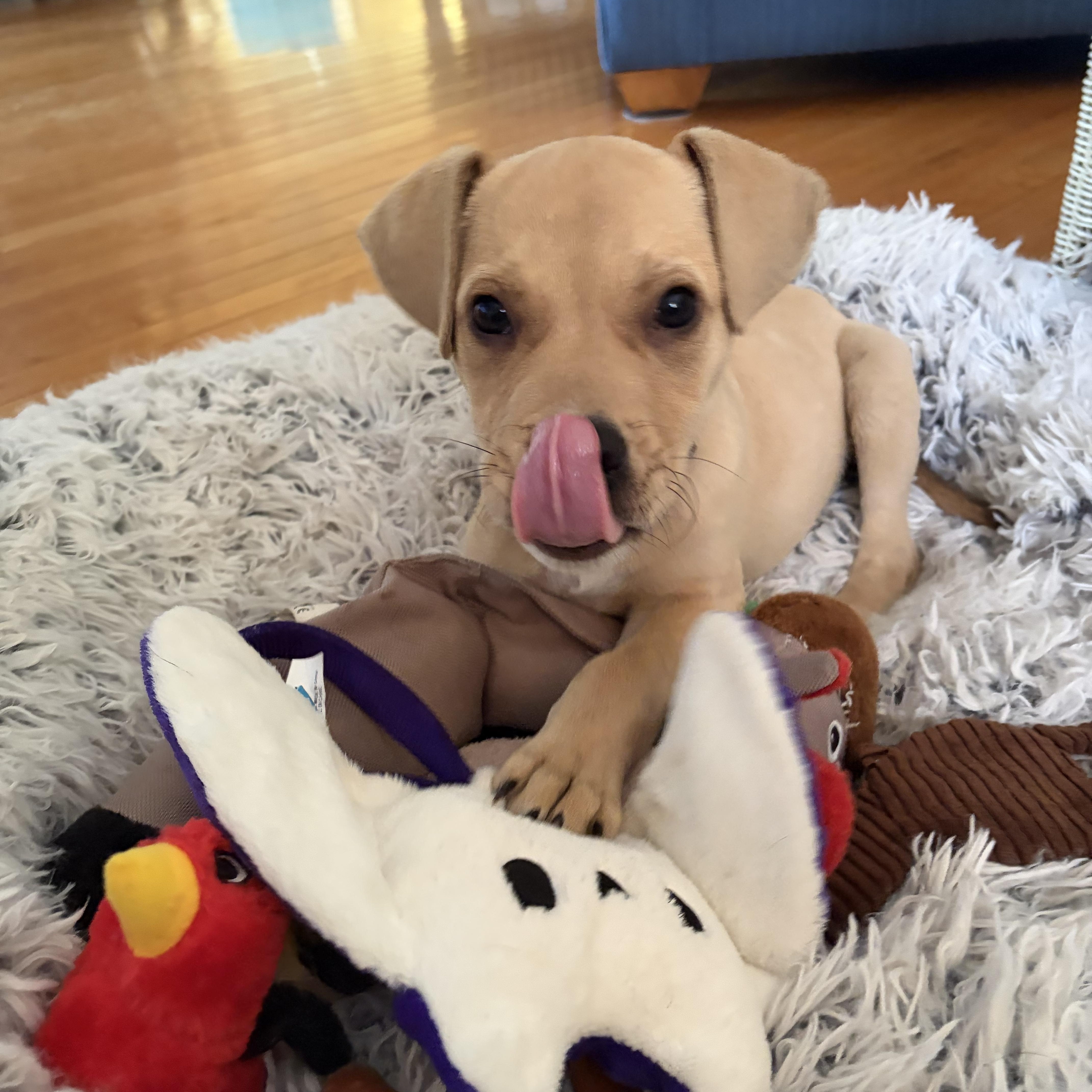 Winston , an adopted mixed breed in Eatontown, NJ image 1/6