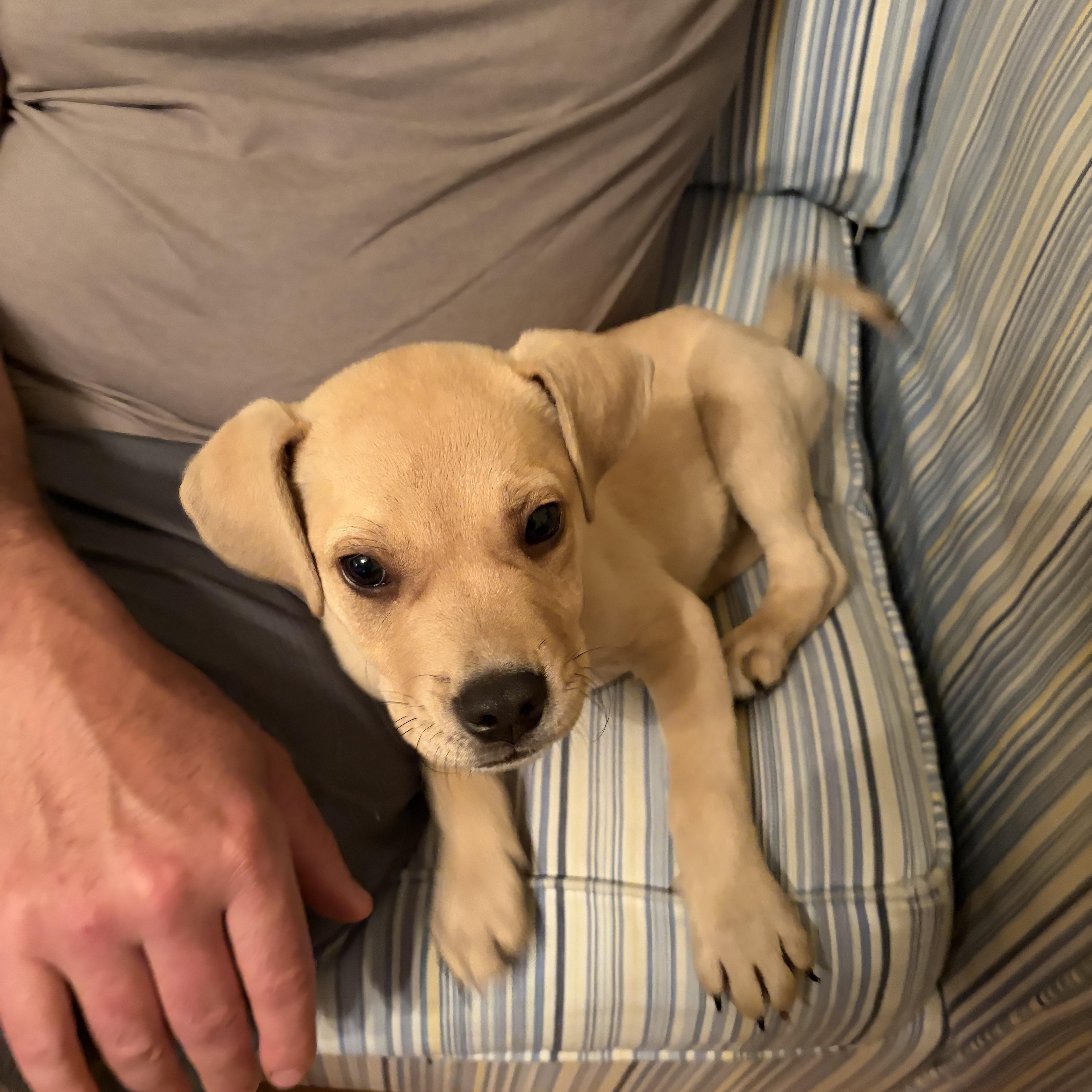 Winston , an adopted mixed breed in Eatontown, NJ image 6/6