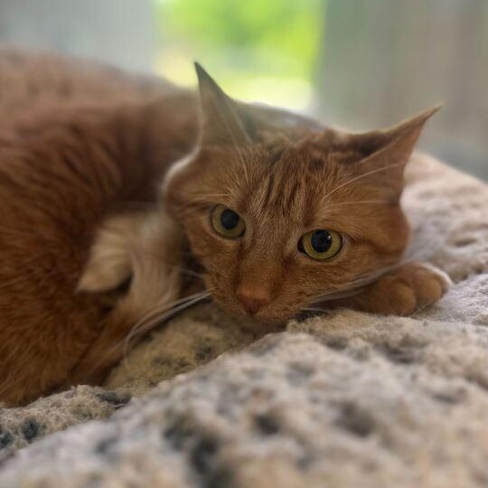 Ellie 2.0, a ADOPTABLE Domestic Short Hair in Jackson, MI image 4/5
