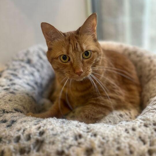 Ellie 2.0, a ADOPTABLE Domestic Short Hair in Jackson, MI image 1/5