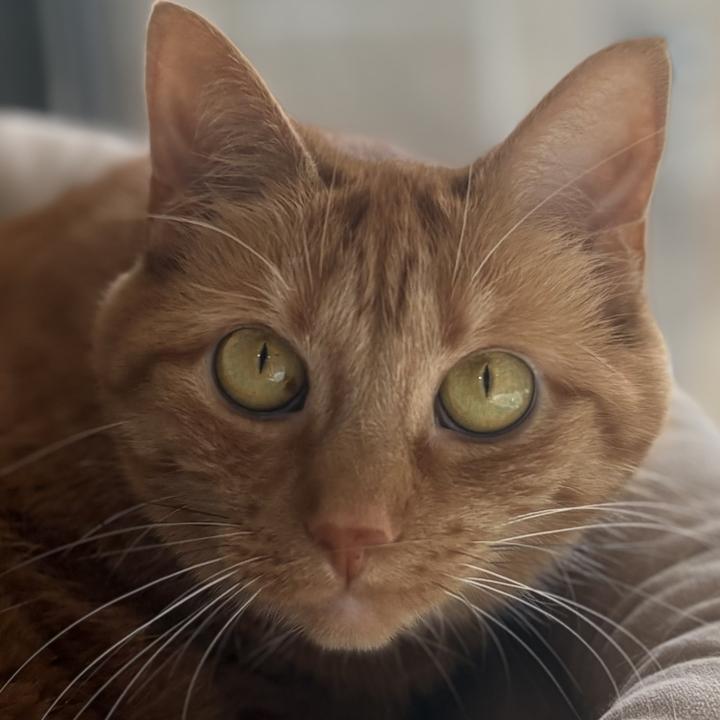Enlarge Ellie 2.0, a ADOPTABLE Domestic Short Hair in Jackson, MI image 1/6