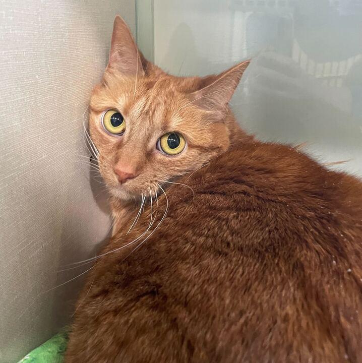 Enlarge Ellie 2.0, a ADOPTABLE Domestic Short Hair in Jackson, MI image 4/5