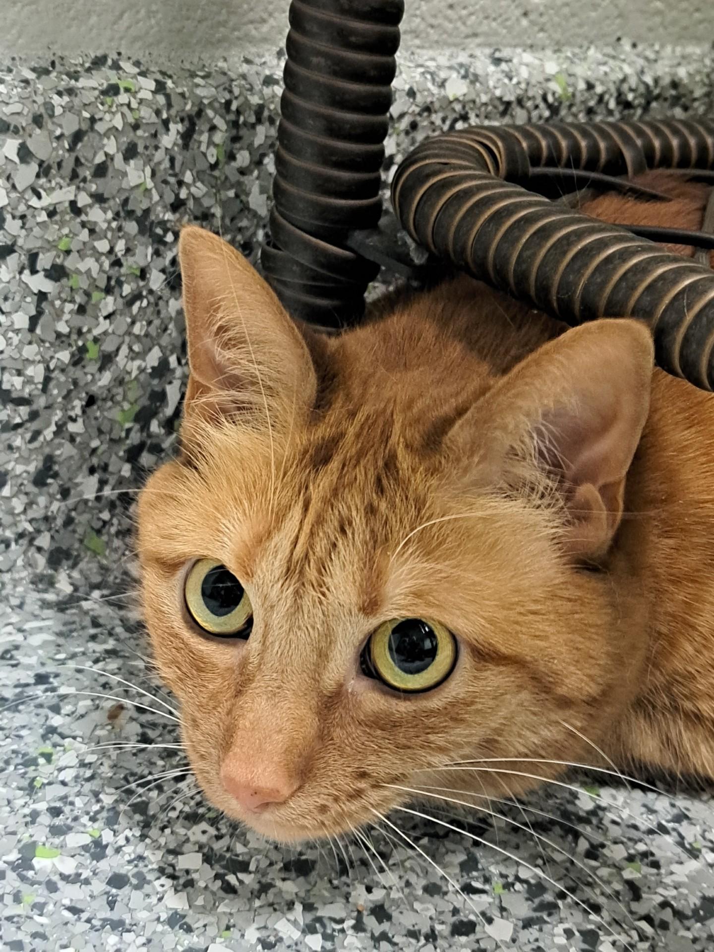 Enlarge Ellie 2.0, a ADOPTABLE Domestic Short Hair in Jackson, MI image 3/5