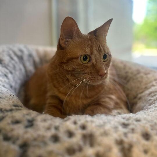 Ellie 2.0, a ADOPTABLE Domestic Short Hair in Jackson, MI image 2/5