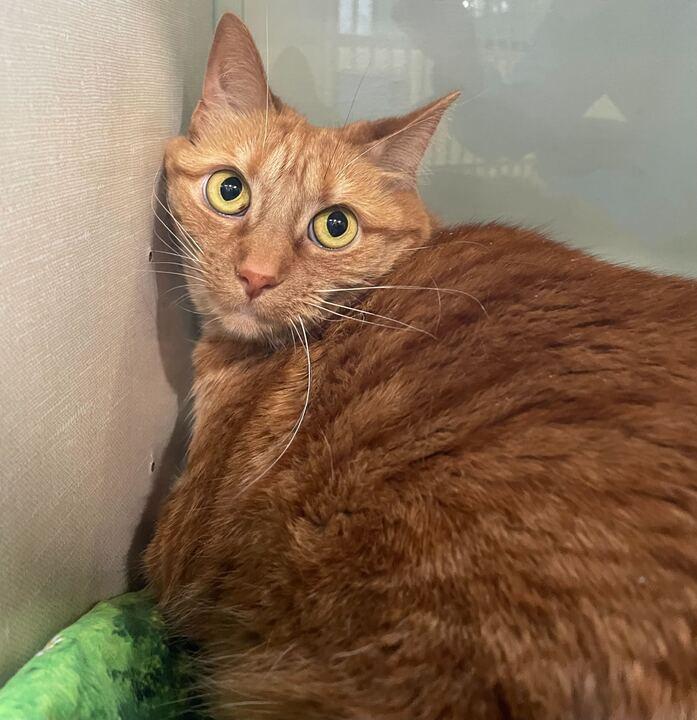 Enlarge Ellie 2.0, a ADOPTABLE Domestic Short Hair in Jackson, MI image 2/5