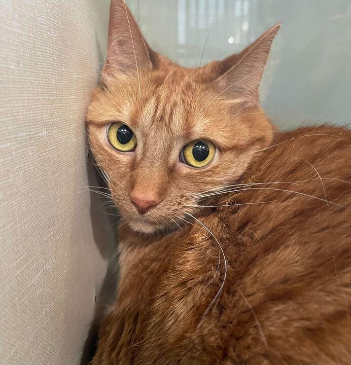 Enlarge Ellie 2.0, a ADOPTABLE Domestic Short Hair in Jackson, MI image 1/5