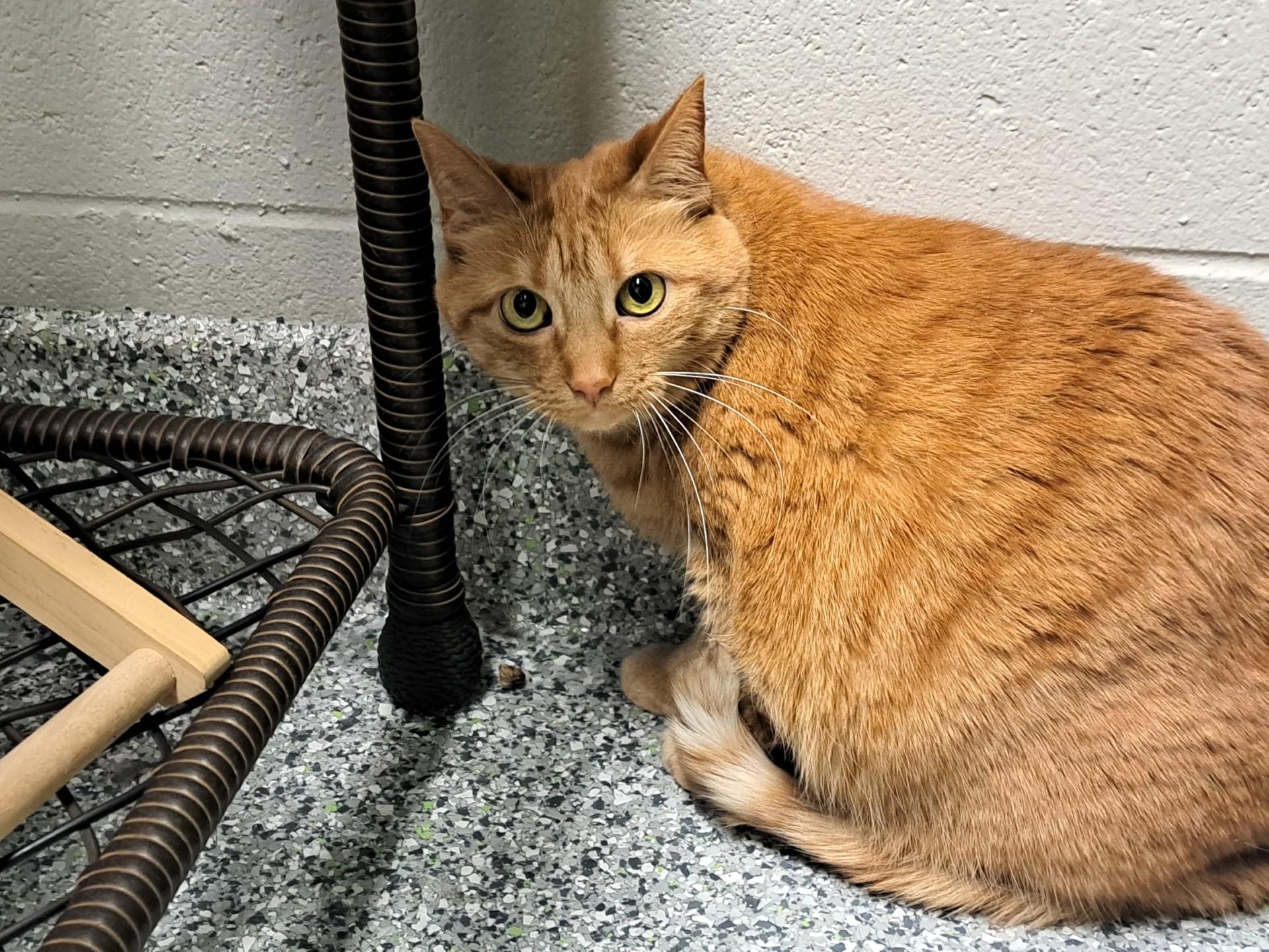 Enlarge Ellie 2.0, a ADOPTABLE Domestic Short Hair in Jackson, MI image 5/5