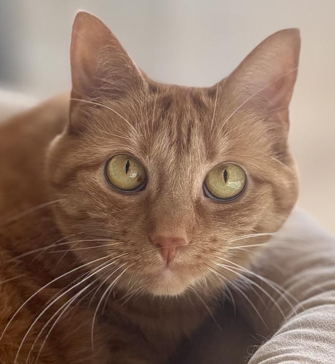 Enlarge Ellie 2.0, a ADOPTABLE Domestic Short Hair in Jackson, MI image 3/6