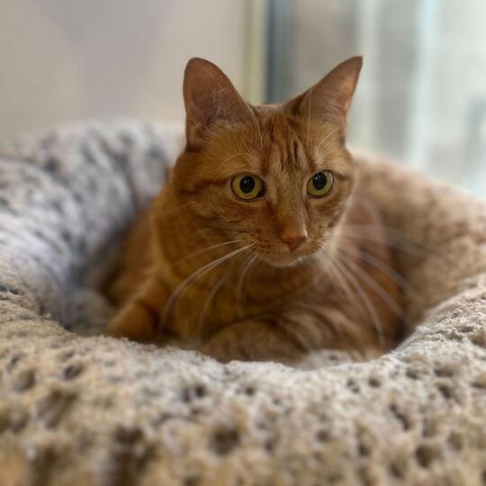 Ellie 2.0, a ADOPTABLE Domestic Short Hair in Jackson, MI image 3/5