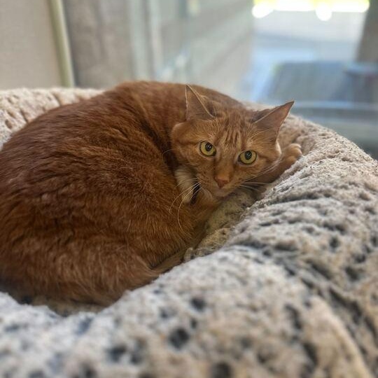 Ellie 2.0, a ADOPTABLE Domestic Short Hair in Jackson, MI image 5/5