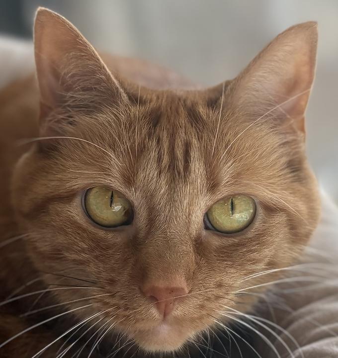 Enlarge Ellie 2.0, a ADOPTABLE Domestic Short Hair in Jackson, MI image 2/6