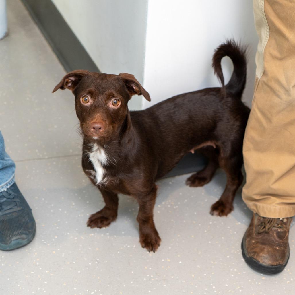 Egg Drop Soup, a Adoptable mixed breed in New York, NY image 1/2