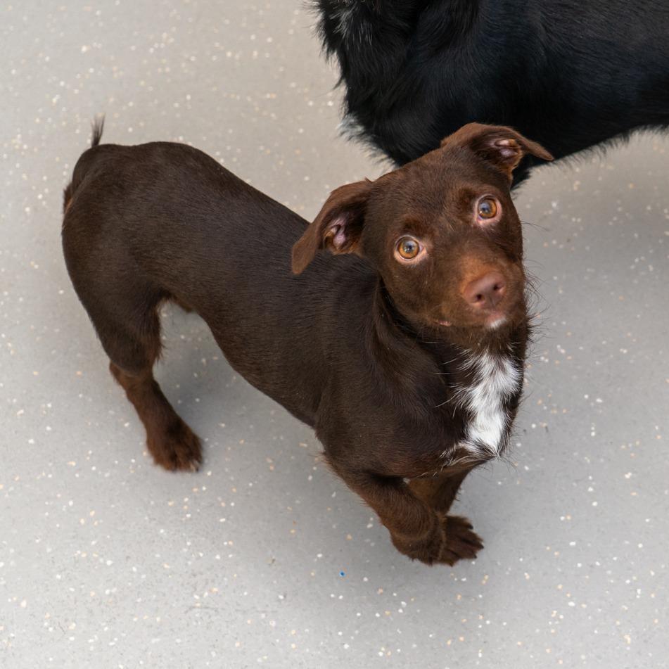Egg Drop Soup, a Adoptable mixed breed in New York, NY image 2/2