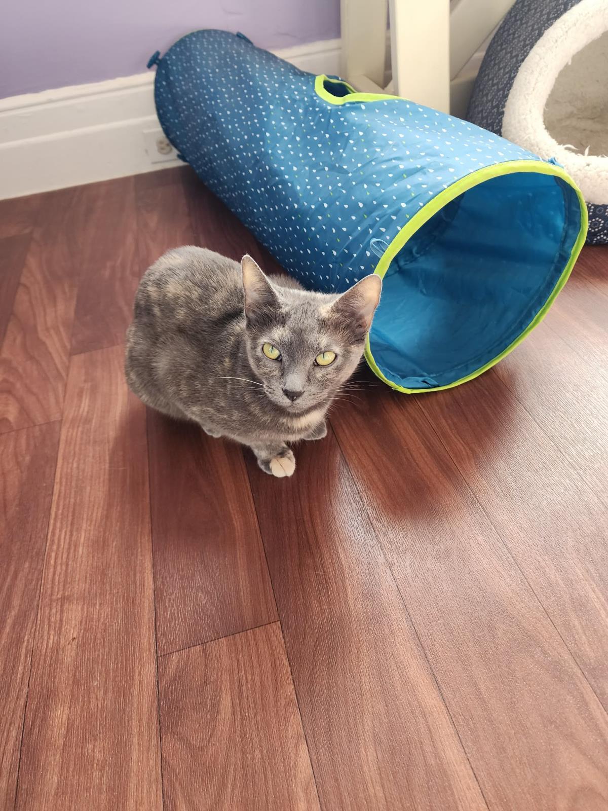 Butters, Adoptable, Adult Female Tortoiseshell.