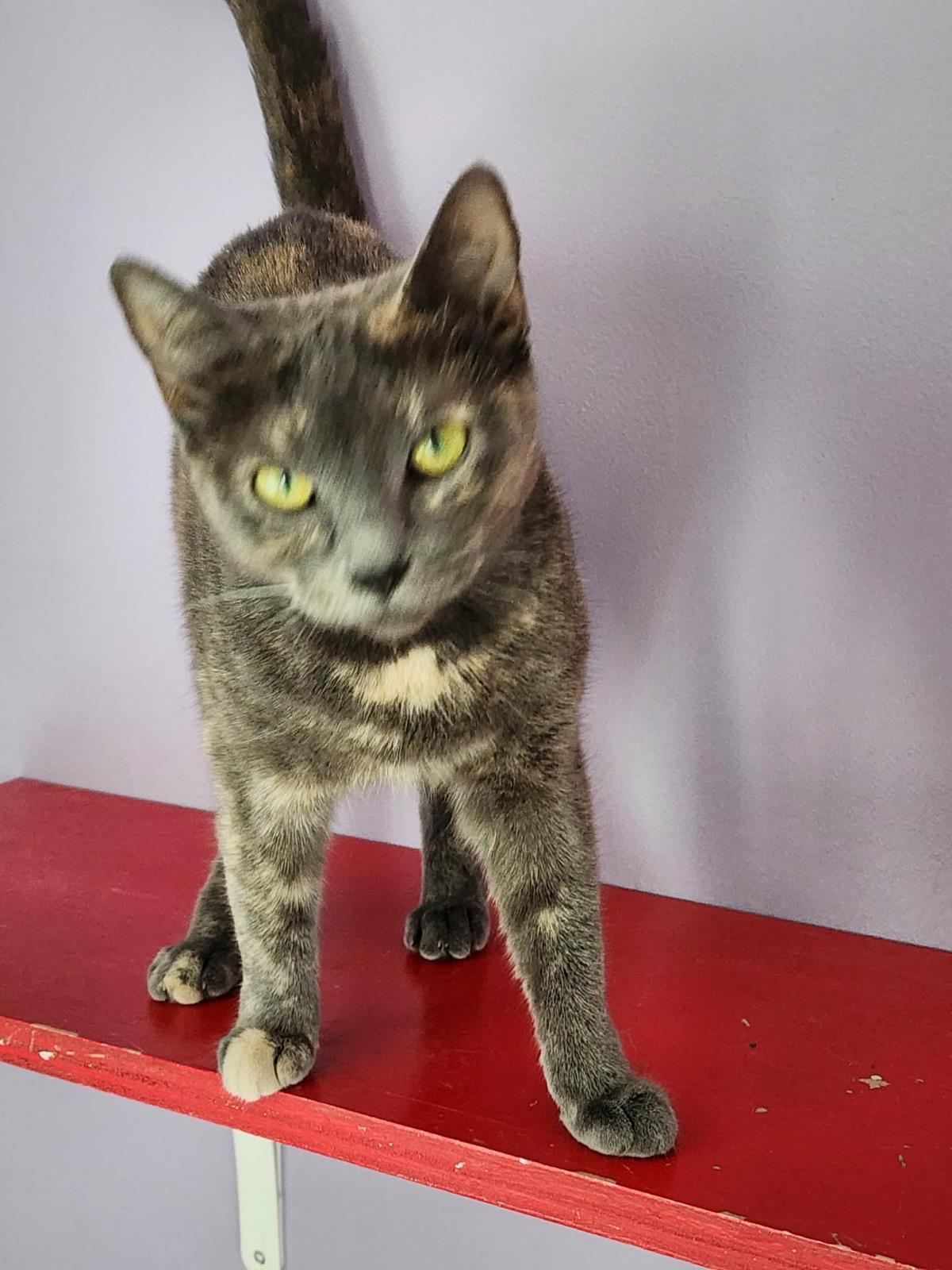 Enlarge Butters, a Adoptable mixed breed in Wyandotte, MI image 3/3