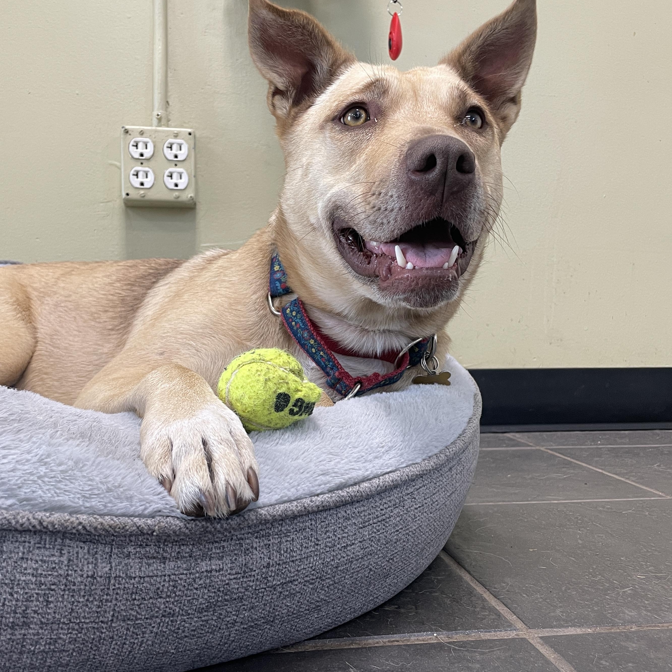 Enlarge Sydney, a Adoptable mixed breed in Lake Oswego, OR image 2/5