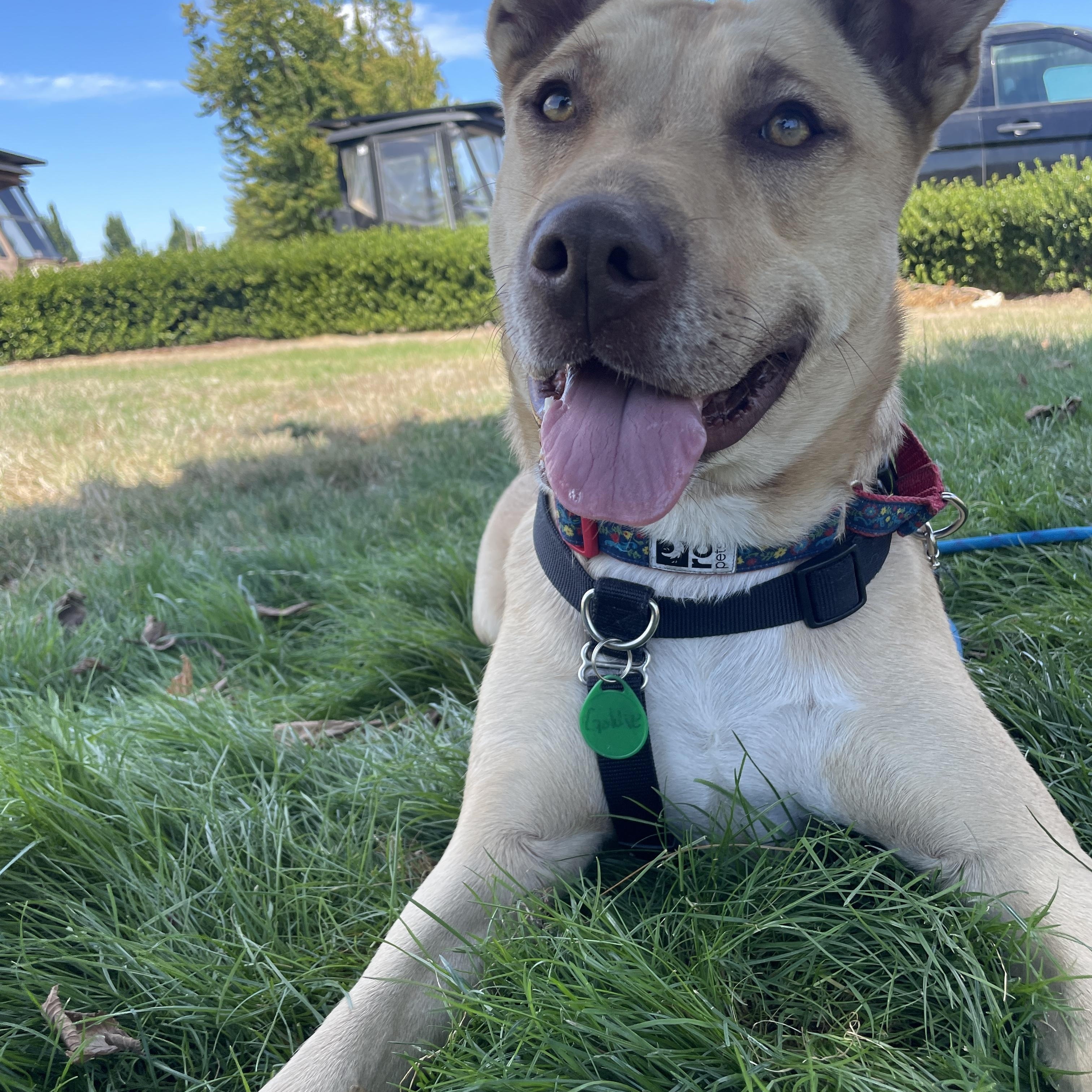 Enlarge Sydney, a Adoptable mixed breed in Lake Oswego, OR image 3/5